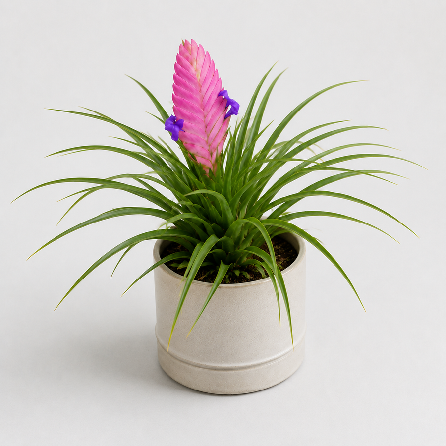Tillandsia Cyanea Bromeliad Plant  5