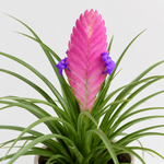 Tillandsia Cyanea Bromeliad Plant  6