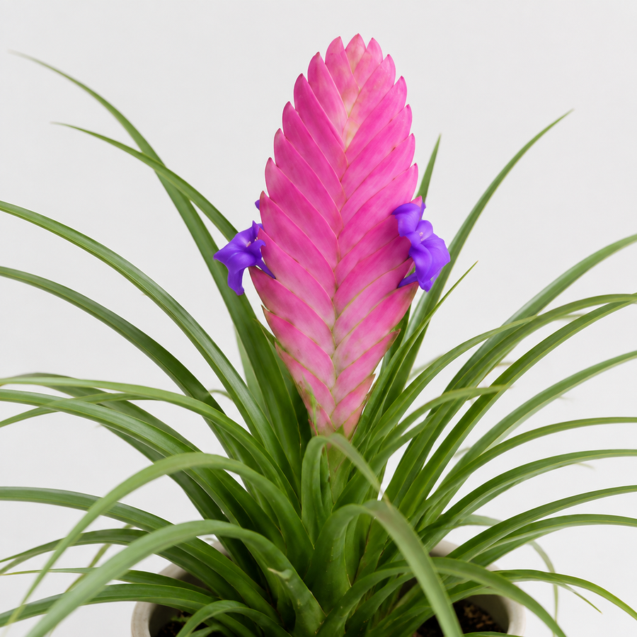 Tillandsia Cyanea Bromeliad Plant  6