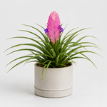 Tillandsia Cyanea Bromeliad Plant  7
