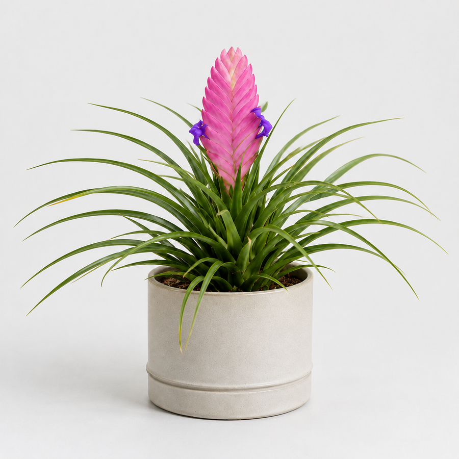 Tillandsia Cyanea Bromeliad Plant  7