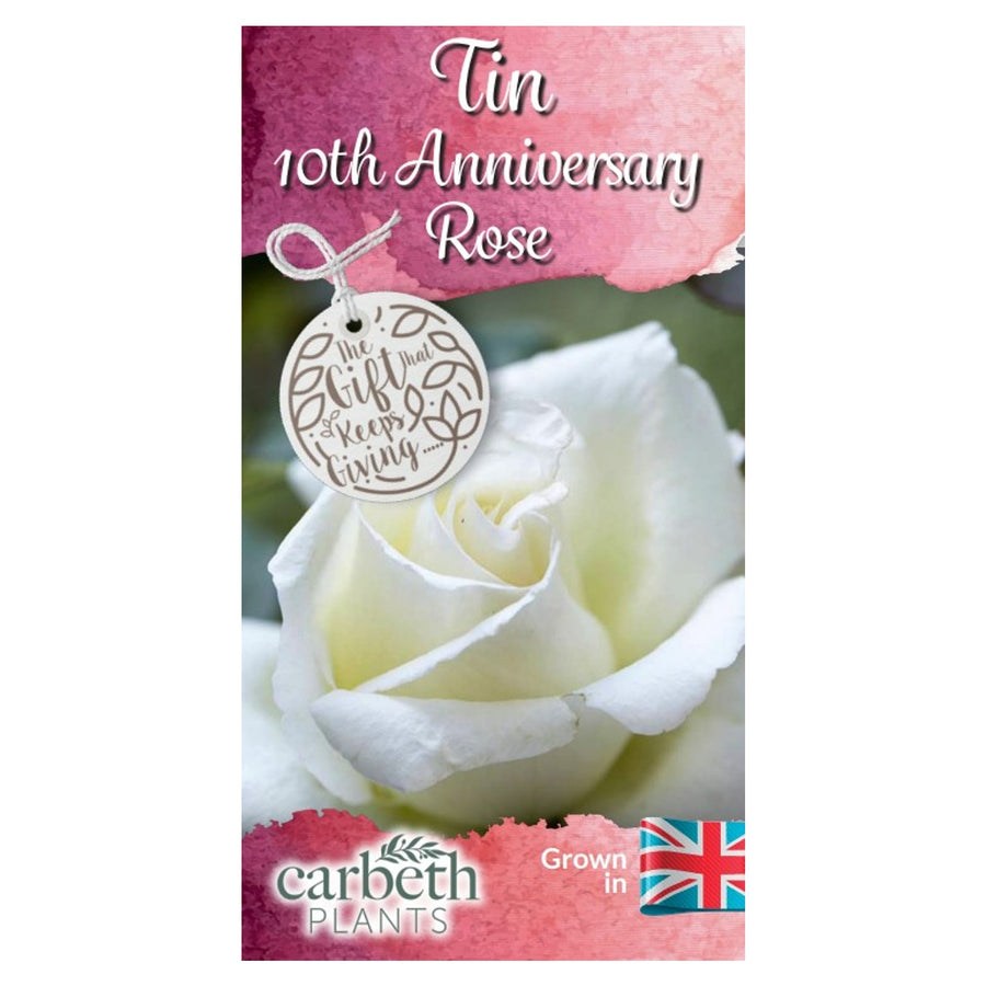Tin 10th Wedding Anniversary Rose Bush Gift Wrapped  3