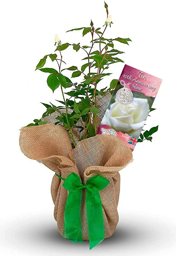 Tin 10th Wedding Anniversary Rose Bush Gift Wrapped Tin 10th Rose 1
