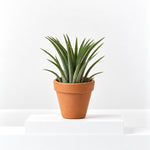 Tiny Tillandsia Air Plant In Terracotta Pot  1