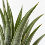 Tiny Tillandsia Air Plant In Terracotta Pot  2