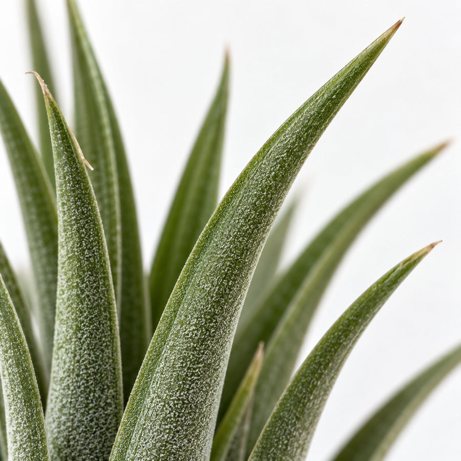 Tiny Tillandsia Air Plant In Terracotta Pot  2