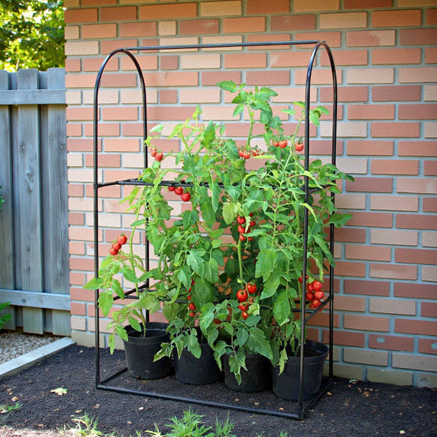 Tomato Booster Frame  1