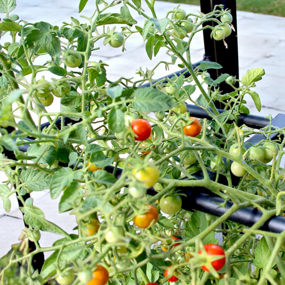 Tomato Booster Frame | Support & Protect Plants