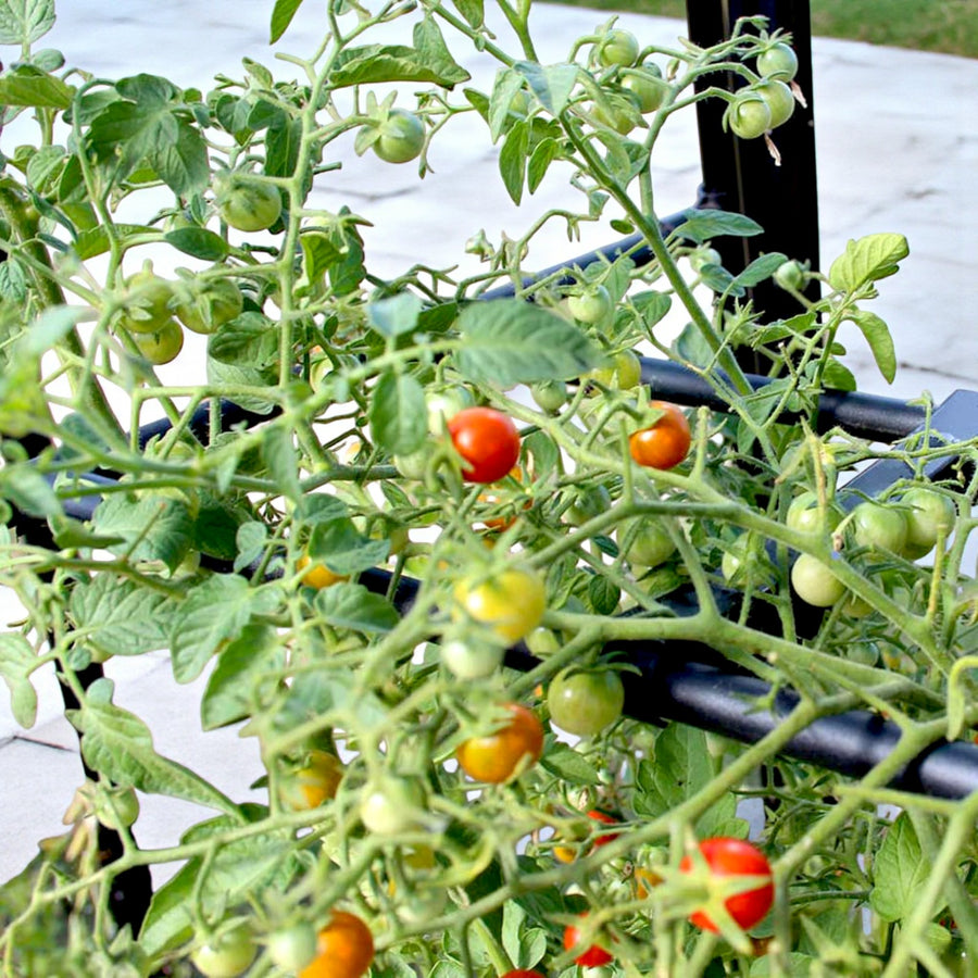 Tomato Booster Frame  2
