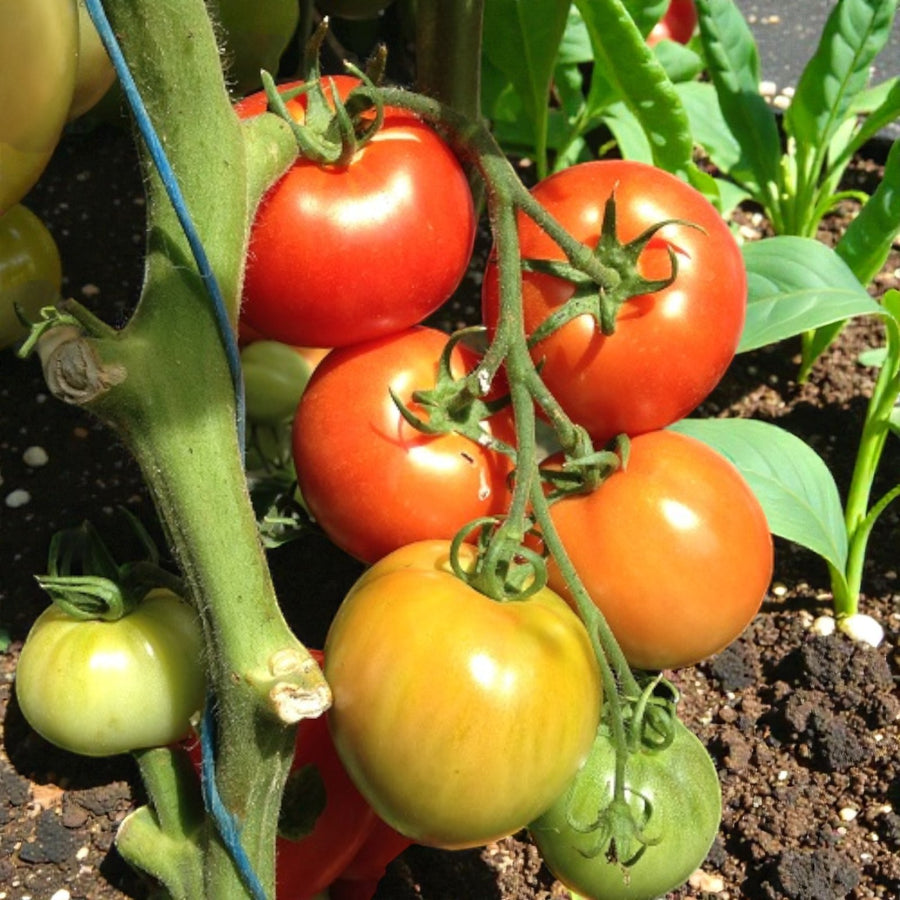Tomato Plant Moneymaker  3