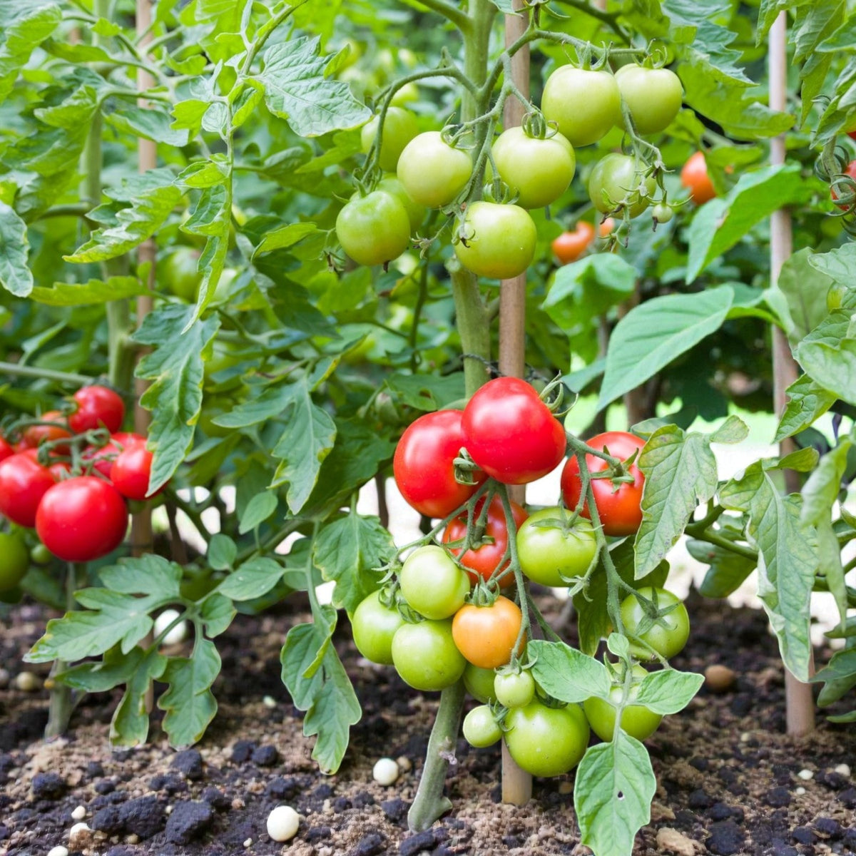 Tomato Plant Moneymaker  2