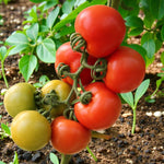 Tomato Plant Moneymaker  4