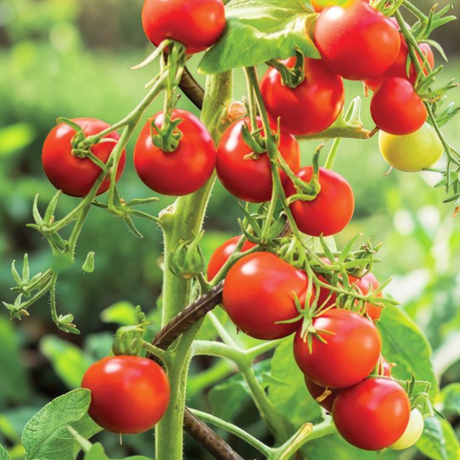 Tomato Tumbling Tom Red Plant  3