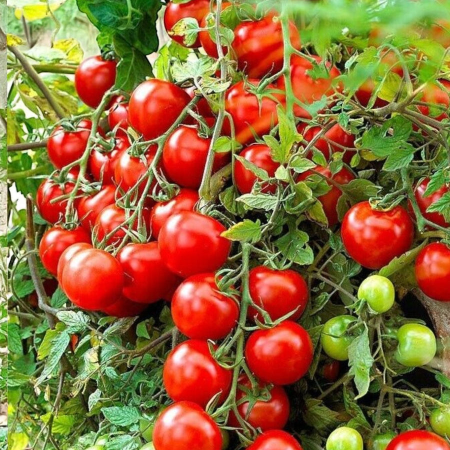 Tomato Plants  10