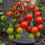 Tomato Tumbling Tom Red Plant  4
