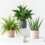 Carbeth Plants Top 3 Indoor Mix  1