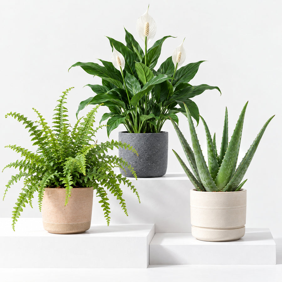 Carbeth Plants Top 3 Indoor Mix  1