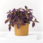 Tradescantia Pallida Purple Heart  1