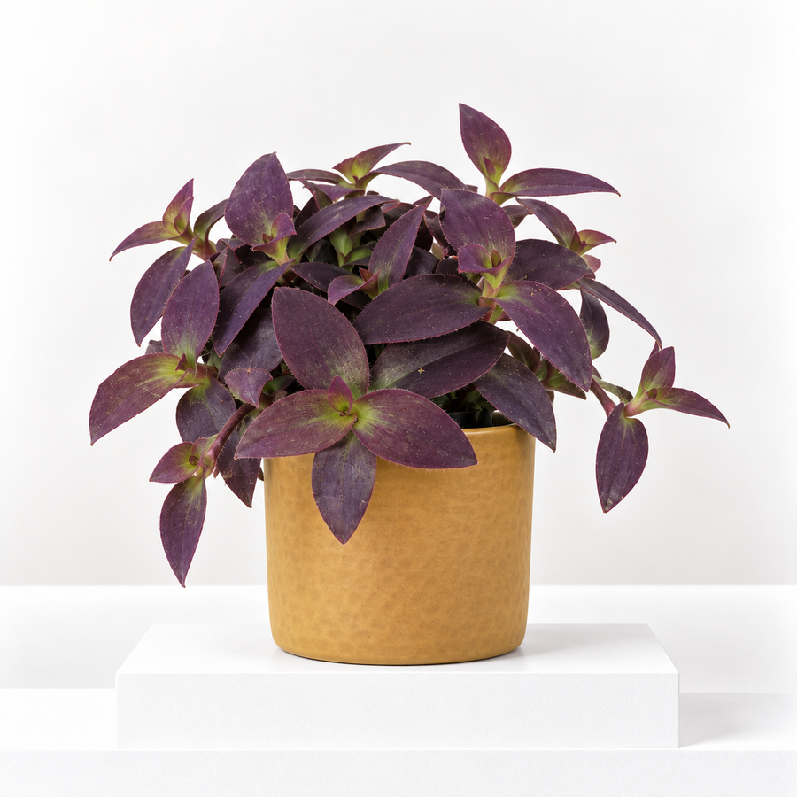 Tradescantia Pallida Purple Heart  1