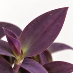 Tradescantia Pallida Purple Heart  2