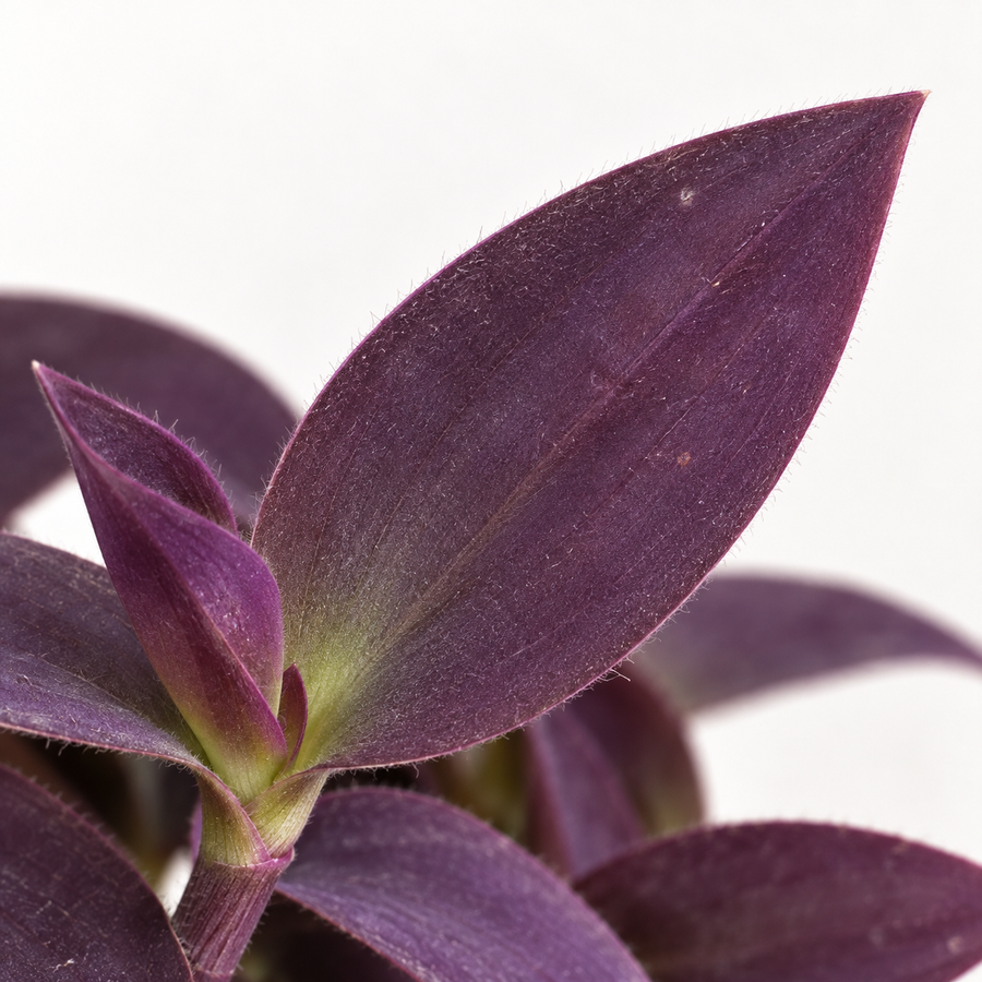 Tradescantia Pallida Purple Heart  3