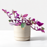 The Unkillable Houseplants - Tradescantia Nanouk, Cheese Plant & Rubber Plant  4