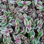 Tradescantia Nanouk  3
