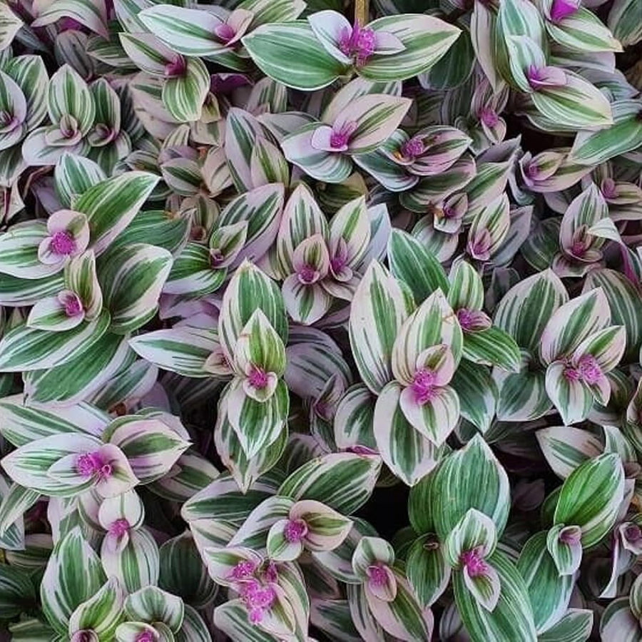 Tradescantia Nanouk  3