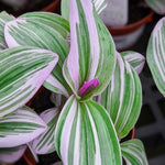 Tradescantia Nanouk  2