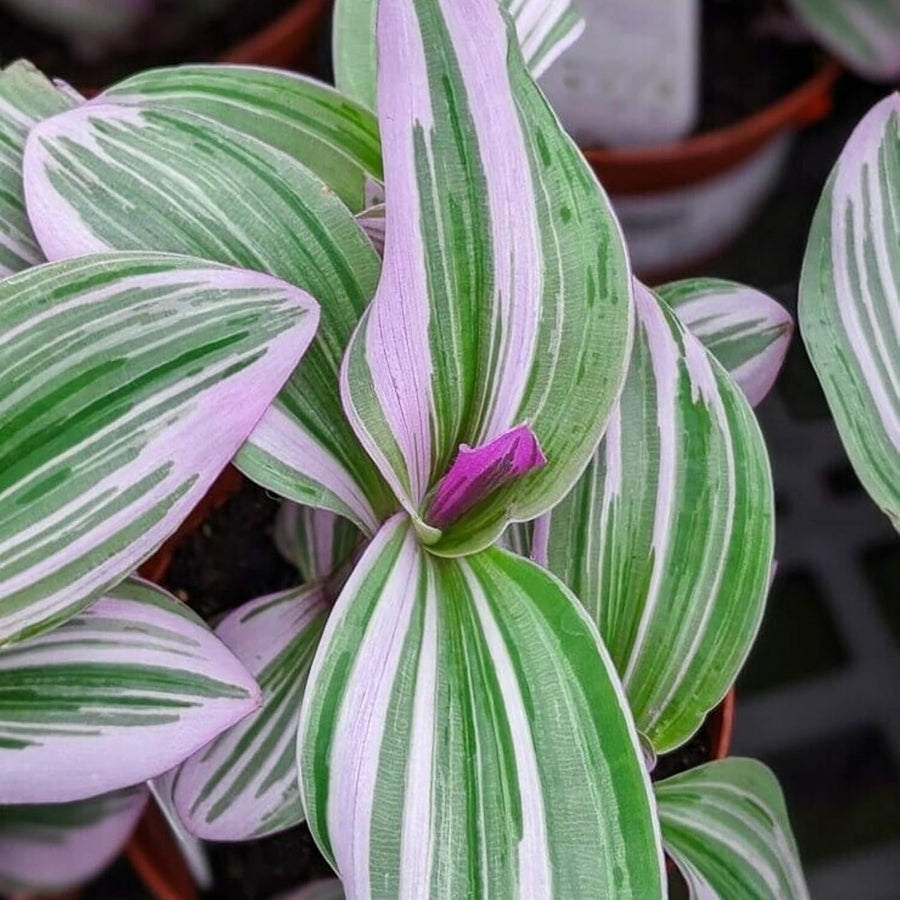 Tradescantia Nanouk  2