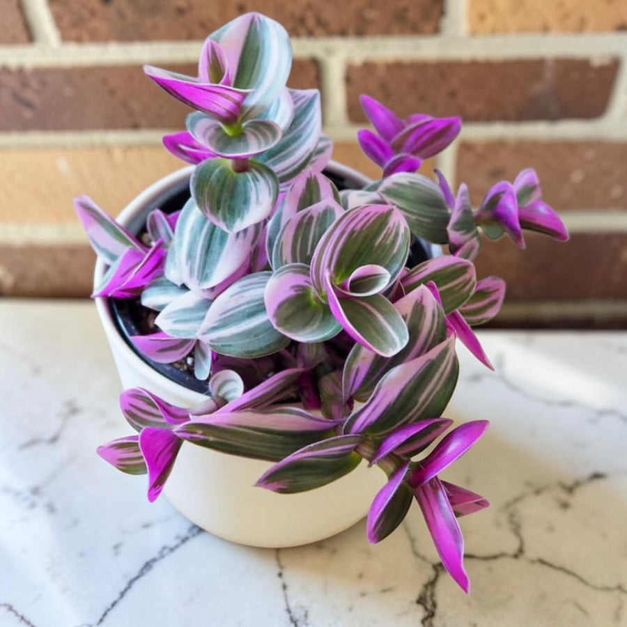 Tradescantia Nanouk  1