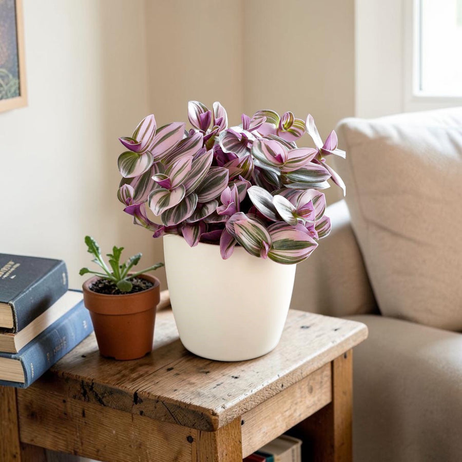 Tradescantia Nanouk  1