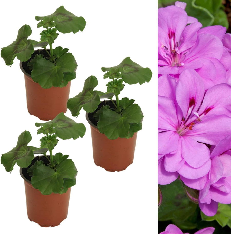 Trailing Geranium Lilac Plant  3