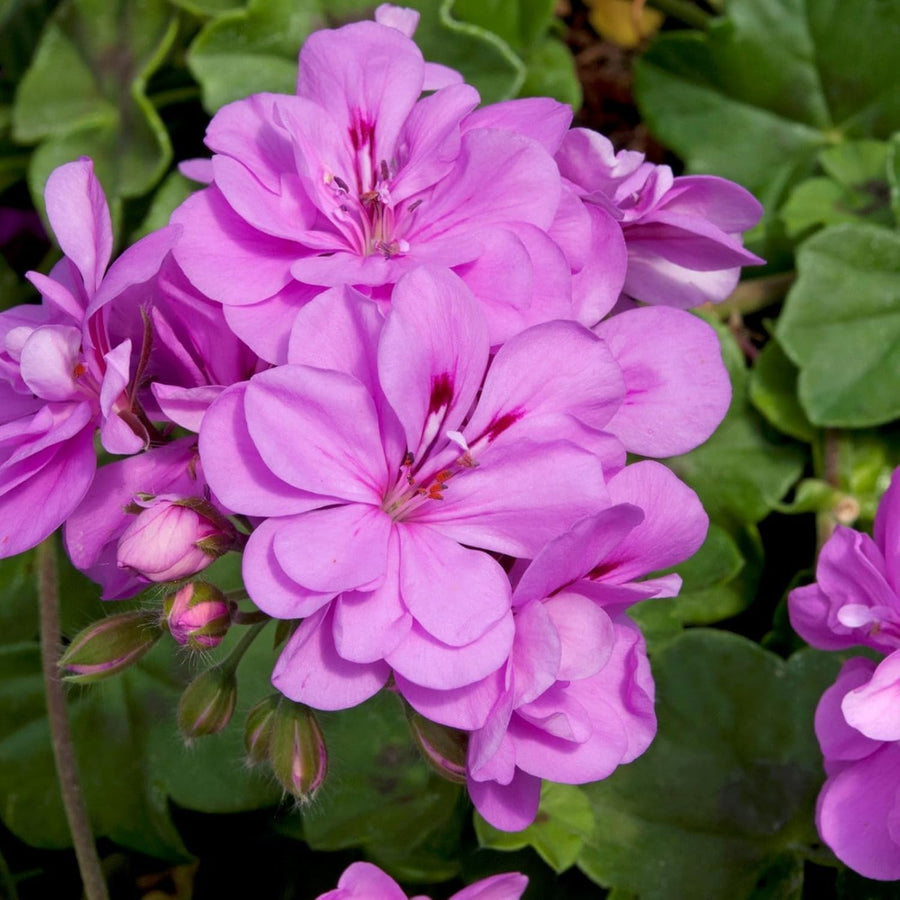 Trailing Geranium Lilac Plant  1