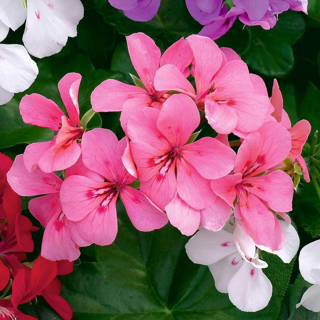 Trailing Geranium Pink | Cascading Garden Plants
