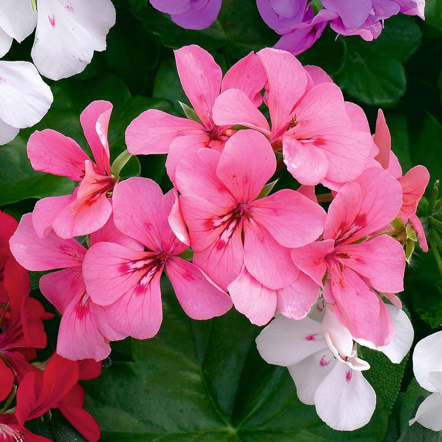 Trailing Geranium Pink Plant  3