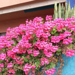 Trailing Geranium Plant  4