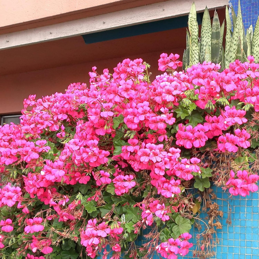 Trailing Geranium Plant  4