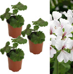 Trailing Geranium White Plant  2