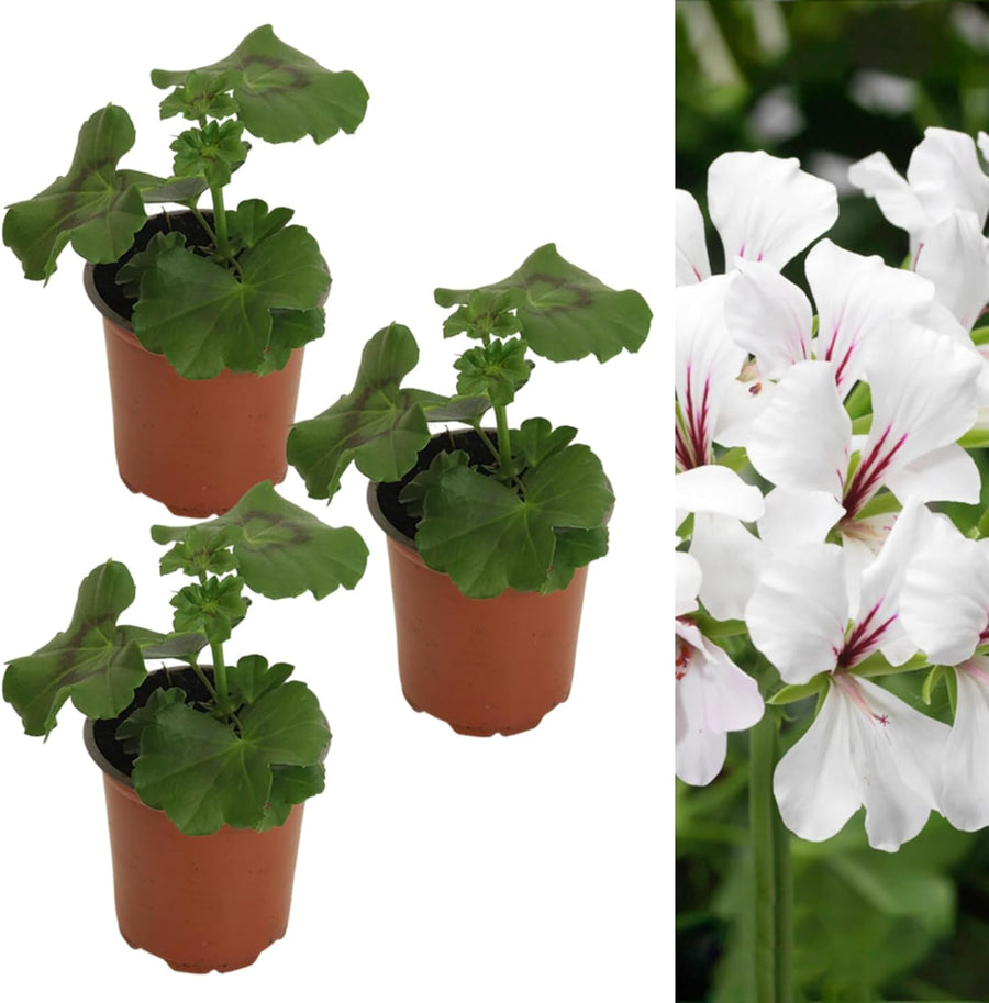 Trailing Geranium White Plant  2