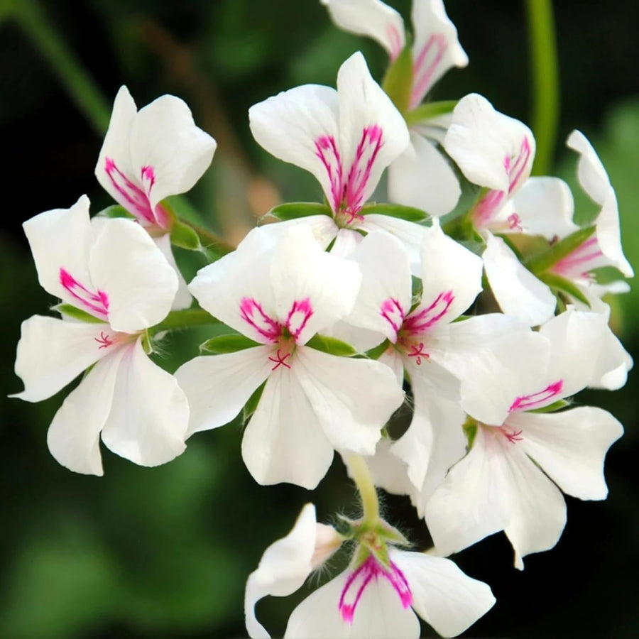 Trailing Geranium Plant  5