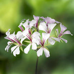 Trailing Geranium Plant  6