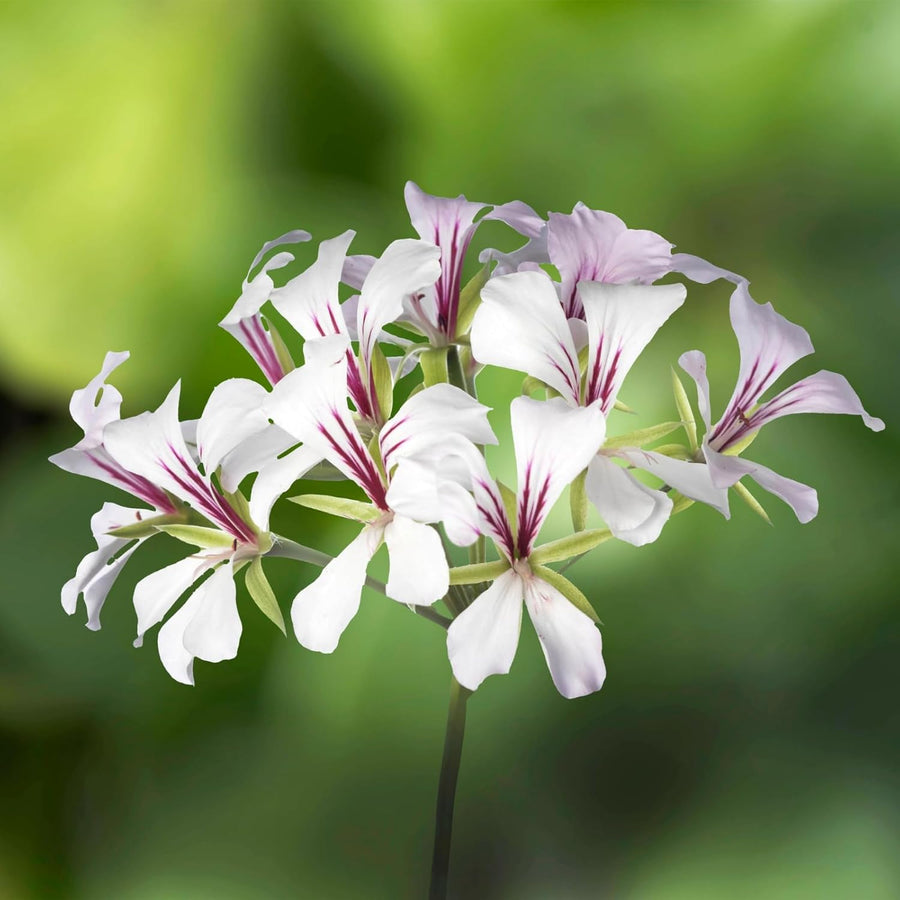 Trailing Geranium Plant  6