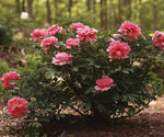 Tree Peony - Pink Tree Peony - Pink image3 3