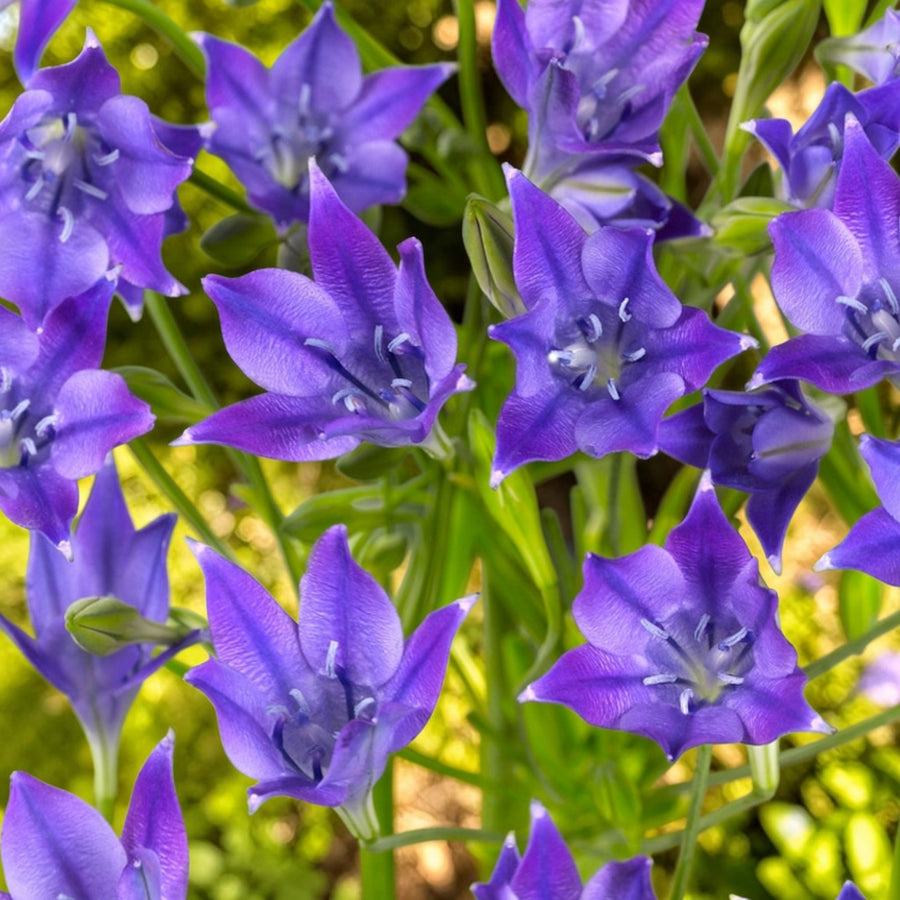 Spring Flowering 350 Bulb Mix  6