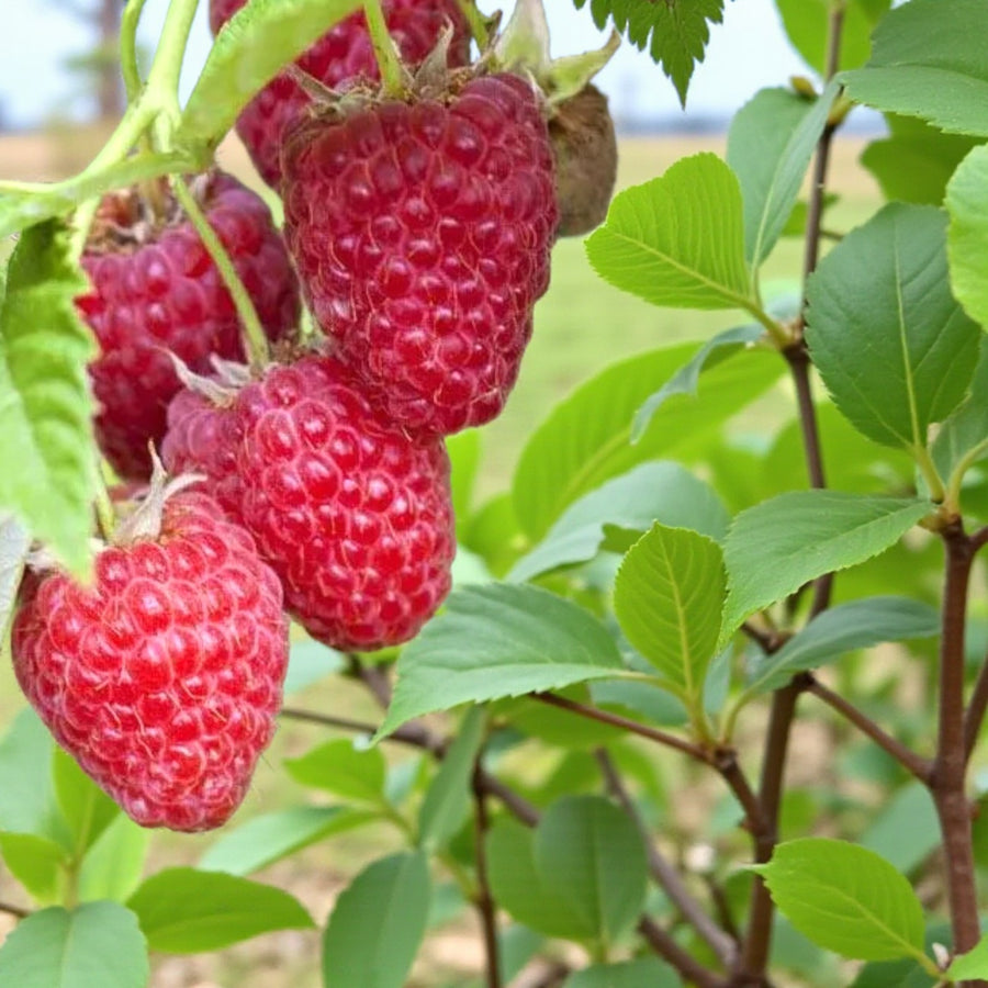 Raspberry Plants  4