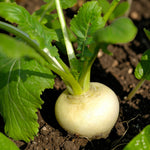 Turnip Tokyo Cross  1