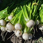 Turnip Tokyo Cross  3
