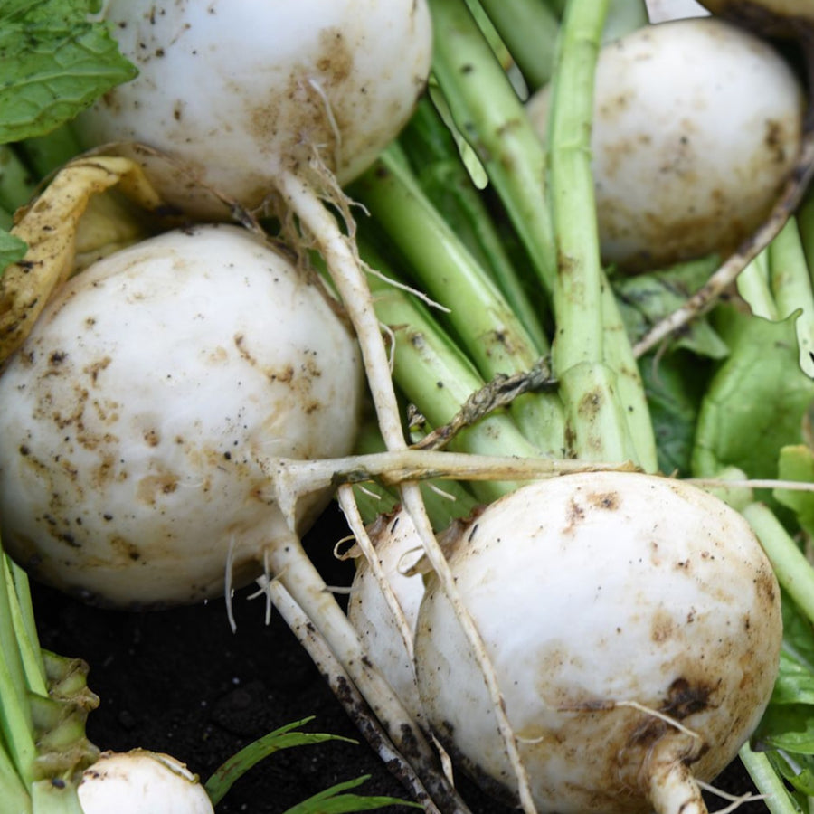 Turnip Tokyo Cross  4
