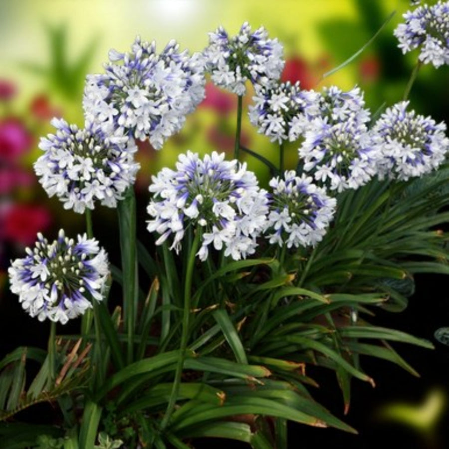 Hosta, Agapanthus & Veronica Bare Root Mix  3